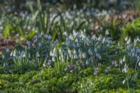Des dérives de Galanthus nivalis fleurissent dans un jardin boisé avec Cardamine quinquefolia au printemps - février