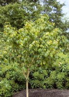 Acer conspicuum Phoenix, printemps Mai