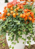 Begonia RiseUp Arlequin, Lysimachia FanciFillers Sunburst en pot, été juillet