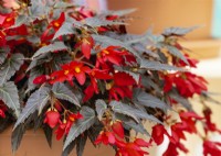 Begonia boliviensis Bossa Nova Night Fever Rosso, automne septembre