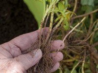 Erigeron glaucus - Main tenant des boutures enracinées pour de nouvelles plantes.