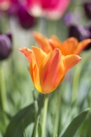 Tulipa 'Ballerine' - avril.