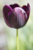 Tulipa 'Reine de la Nuit' - Avril.