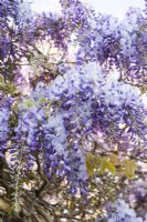 Wisteria sinensis - Glycine chinoise - Avril.