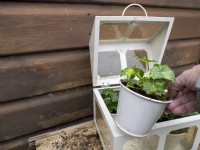 Placez les jeunes plants de géranium en motte dans une mini serre