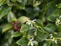 Sarcocca ruscifolia - Bonbonnière parfumée