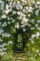 Vue de Rosa 'Adélaïde d'Orléans'. Rose grimpante légèrement parfumée dressée sur une pergola au-dessus d'un chemin menant à une porte de jardin dans une haie. Juin