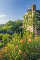 Vue du jardin de campagne avec Rosa 'Rambling Rector' formée sur la maison. Parterre mixte avec Rosa 'Lady of Shalott', euphorbes et digitales. Juin.