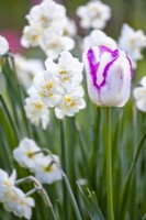 Tulipe « Belicia » et narcisse « Bridal Crown ».