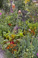 Parterre de fleurs mixtes dans le potager comprenant le souci français, l'oignon gallois, la bette à carde, le basilic, les poivrons, les tomates et le chou frisé.
