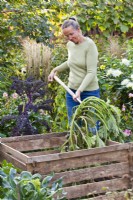 Femme compostant la courgette usée à la fin de la saison de croissance.