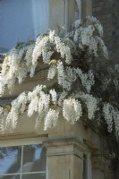 Wisteria sinensis alba - glycine chinoise blanche - formé sur maison victorienne - avril.