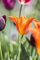 Tulipa 'Ballerine' - avril.