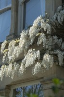 Wisteria sinensis alba - glycine chinoise blanche - formé sur maison victorienne - avril.
