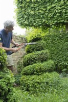 Man Pruning Box spirale topiaire - Buxus sempervirens - Avril.