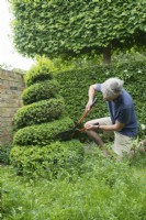 Man Pruning Box spirale topiaire - Buxus sempervirens - Avril.