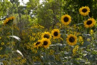 Helianthus 'Sunrise' et Helenium 'Wyndley' dans un parterre de fleurs au Savill Garden