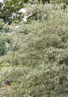 Cornus alternifolia Argentea, printemps Mai