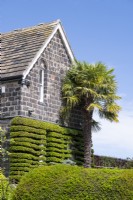 Trachycarpus fortunei - palmier moulin à vent chinois et Pyracantha formés en rangées horizontales sur la maison à York Gate