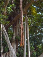 Ficus macrophylla - Racines aériennes de figues de la baie de Moreton