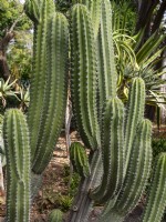 Cactus Polskia Chichipe - Février, Tenerife, Îles Canaries