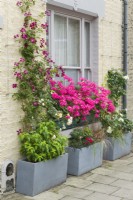 Auges placées sur le trottoir et jardinières devant une maison mitoyenne victorienne remplie de plantes colorées. Clématites 'Madame Julia Correvon', pélargoniums, roses et graminées. Juin