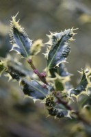 Ilex aquifolium 'Ferox Argentea' en février