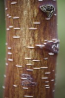 Betula utilis subsp. utilis 'Sienne du Bhoutan'