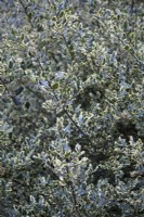 Ilex aquifolium 'Ferox Argentea' en février