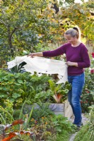 Protéger les légumes en platebande surélevée à l'automne en les recouvrant de toison horticole.