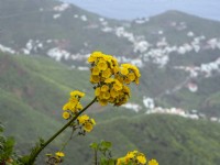 Sonchus congestus en fleurs Février Canaries