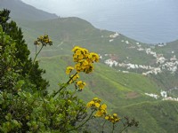 Sonchus congestus en fleur en février Îles Canaries