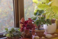 Rebord de fenêtre face au nord en hiver avec des plantes d'intérieur Philodendron et Peperomia