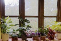 Rebord de fenêtre face au nord en hiver avec des plantes d'intérieur Philodendron, Calathea, Peperomia et Tradescantia