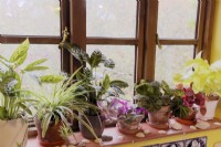 Rebord de fenêtre face au nord en hiver avec des plantes d'intérieur Philodendron, Calathea, Peperomia, Begonia, Chlorophytum et Tradescantia