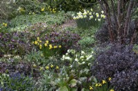Parterre mixte de fleurs de printemps à Winterbourne Botanical Gardens - Mars