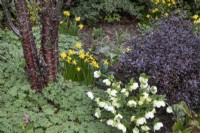 Parterre mixte de fleurs de printemps et d'écorce de Prunus serrula à Winterbourne Botanical Gardens - Mars