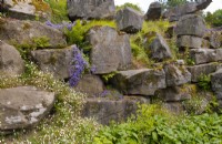 Plantation naturaliste autour de formations rocheuses dans Paxton's Rock Garden, Chatsworth House and Garden.
