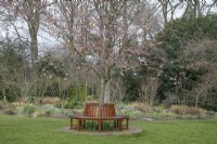 Siège d'arbre en bois autour de Prunus 'Accolade' aux jardins botaniques de Winterbourne, mars