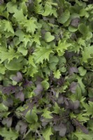 Un mélange de feuilles de salade orientales épicées