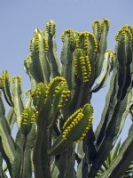 Euphorbe canariensis