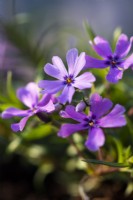 Phlox subulata 'Beauté violette'