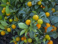 Citrus calamondin - Citrofortunella microcarpa