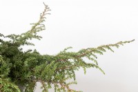 Juniperus squamata 'Tapis vert' sens Genévrier feuilleté.
