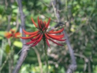 Erythrina speciosa en fleur Tenerife Espagne