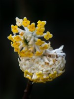 Edgeworthia chrysantha - Paperbush Février