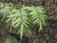 Stenochlaena tenuifolia feuillage Février Îles Canaries