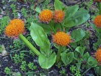 Scadoxus puniceus - Pinceau Royal Février Îles Canaries