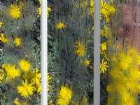 Euryops pectinatus en résumé de fleurs à travers le verre à effet de serre en mars