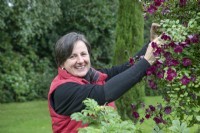 Nicky Dalton tête morte Clematis viticella 'Rubra' aux Burrows Gardens, Derbyshire, en août